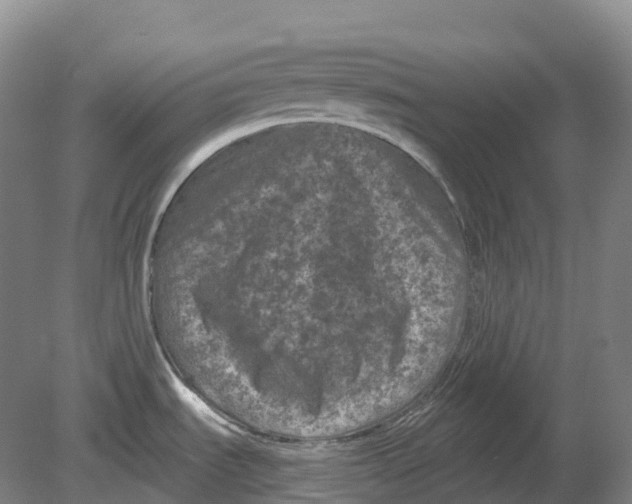 X0000080791535200701051340
