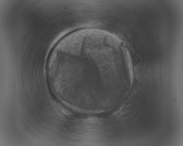 X0000080790196200701122156