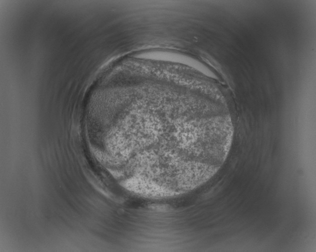 X0000080790203200701122156