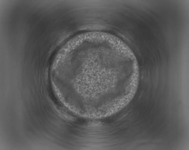 X0000080790206200701122156