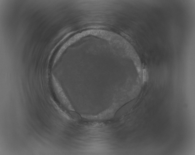 X0000080790243200701122155