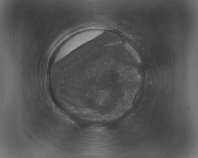 X0000080790247200701122155