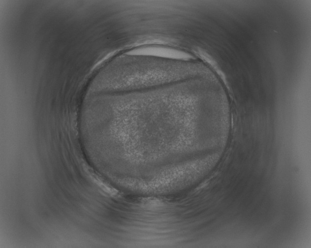 X0000080790249200701122155