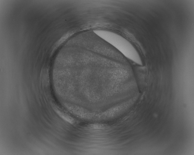 X0000080790250200701122155