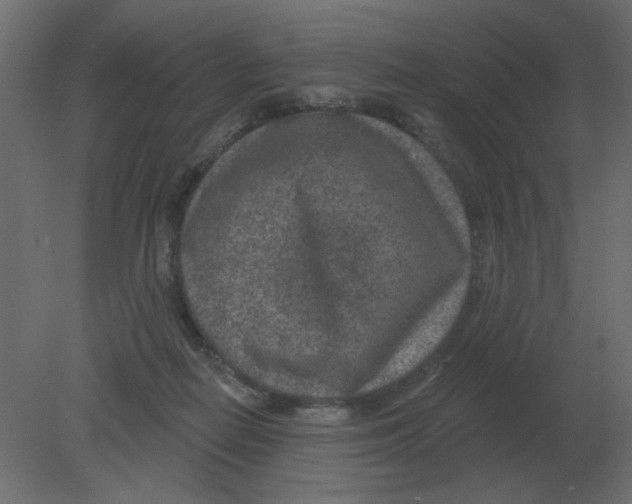 X0000080790266200701122155