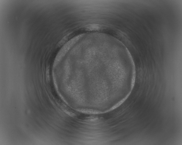 X0000080790267200701122155