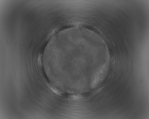 X0000080790286200701122156