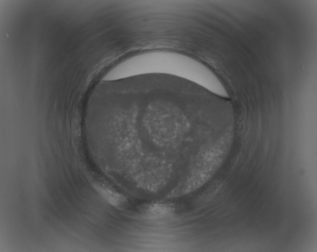 X0000080790303200701122155