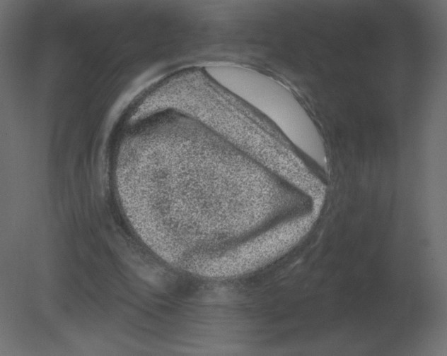 X0000080790343200701122153