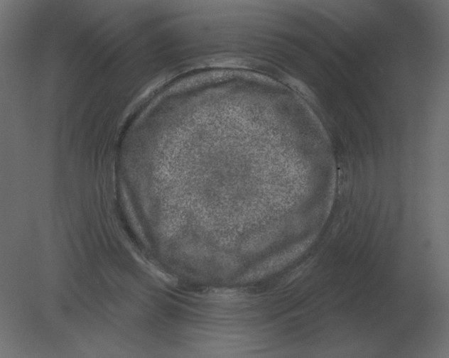 X0000080790349200701122153