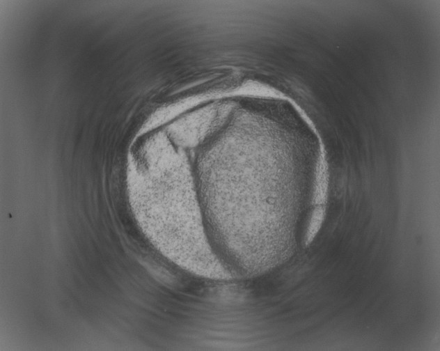 X0000080790365200701122154