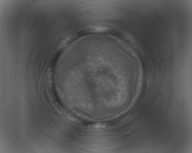 X0000080790366200701122154