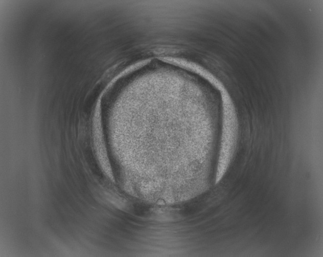 X0000080790367200701122154