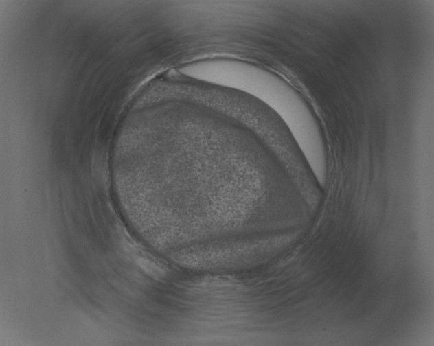 X0000080790386200701122153