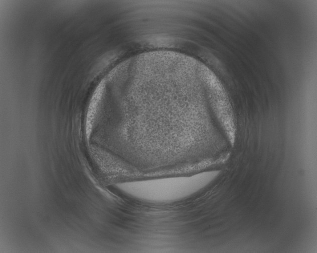 X0000080790398200701122153