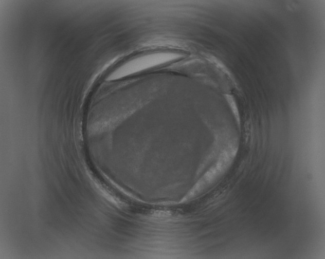 X0000080790399200701122153