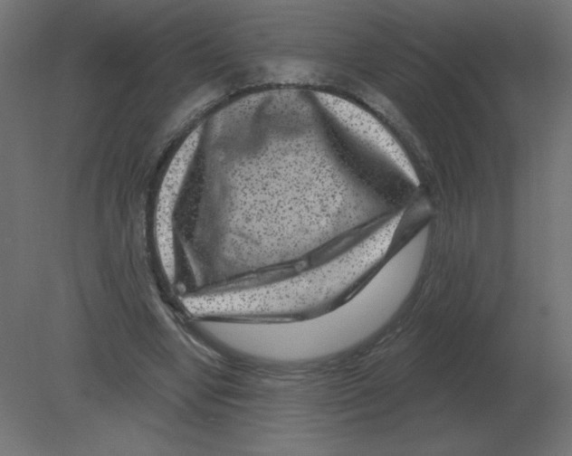 X0000080790442200701122152