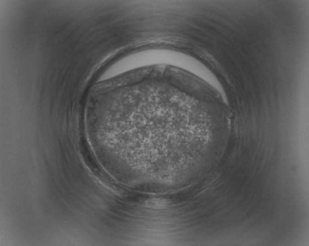 X0000080790444200701122152