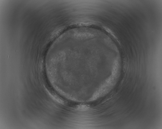 X0000080790451200701122152