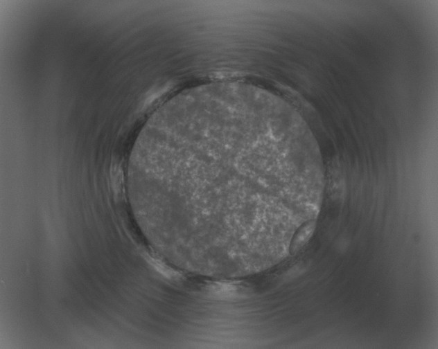 X0000080790523200701122151