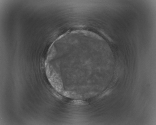 X0000080790528200701122151