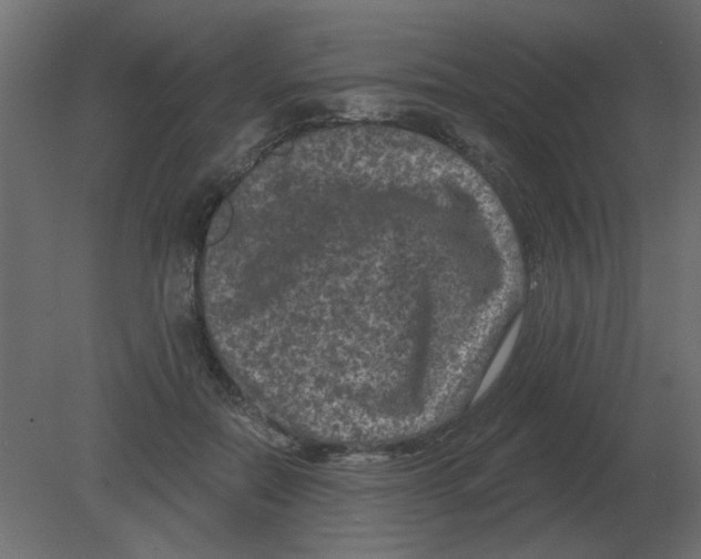 X0000080790554200701122150