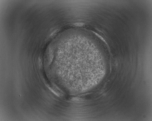 X0000080790568200701122151