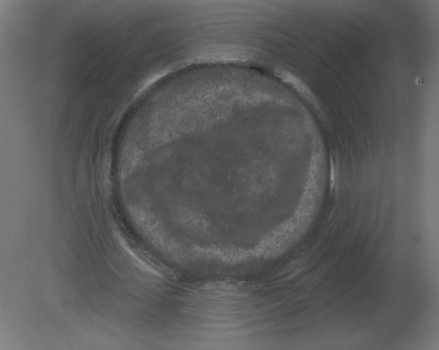 X0000080790627200701122148