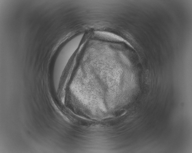 X0000080790634200701122149