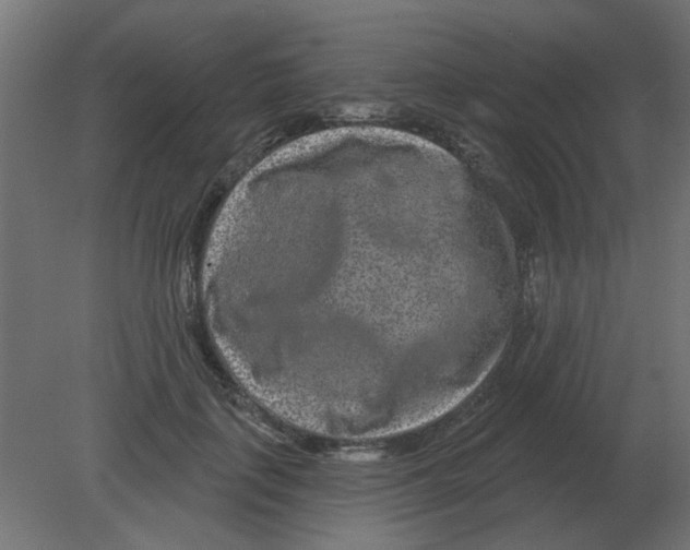 X0000080790651200701122149