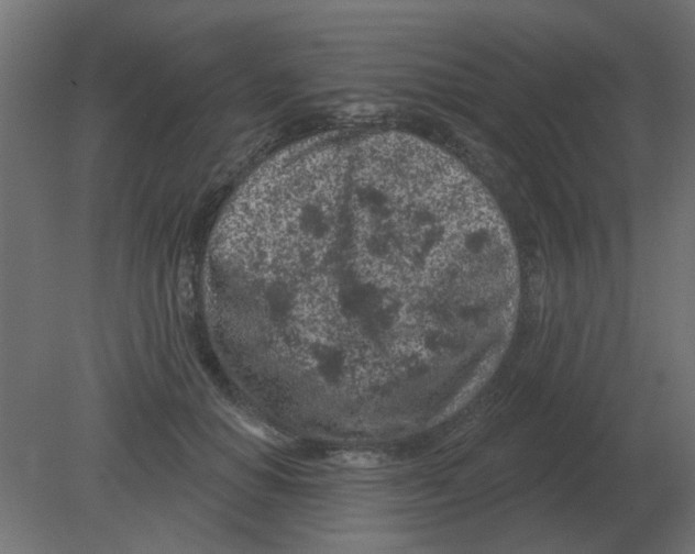 X0000080790654200701122149