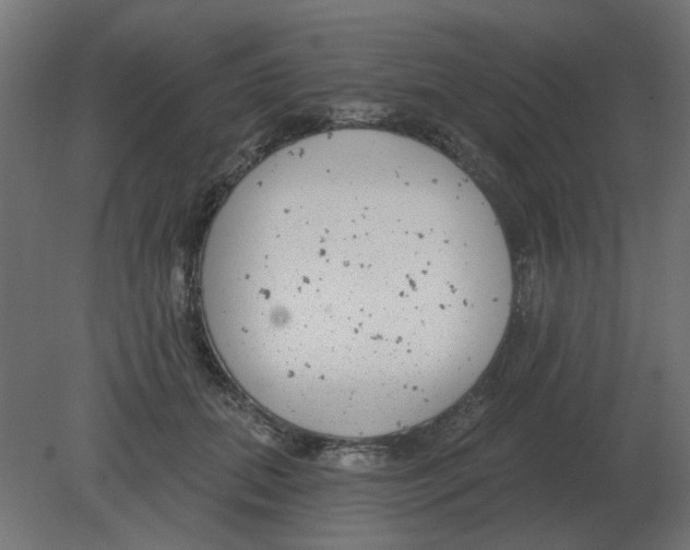 X0000080790655200701122149