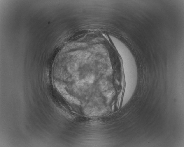 X0000080790696200701122148