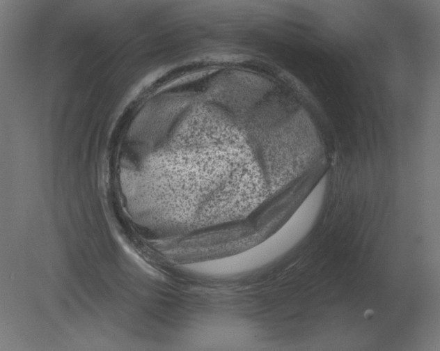 X0000080790726200701122147