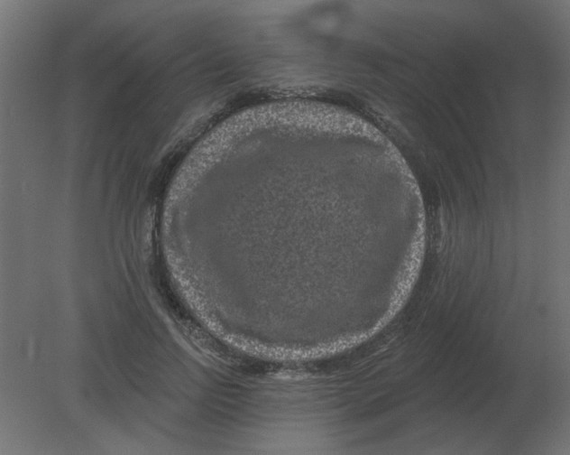 X0000080790742200701122147