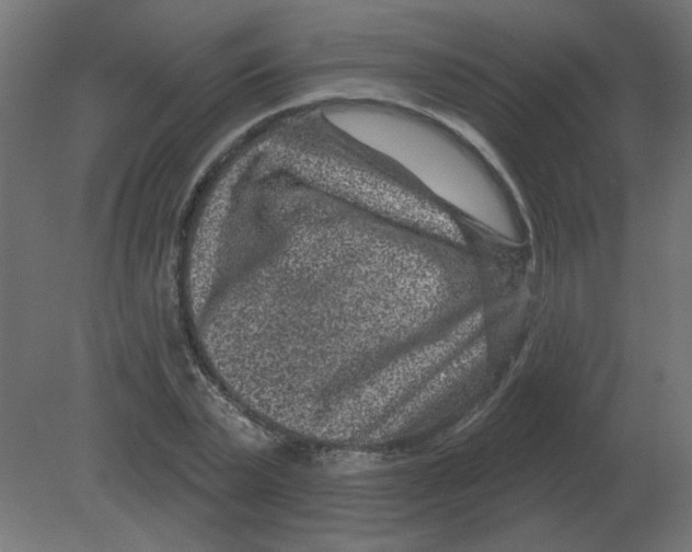 X0000080790783200701122146