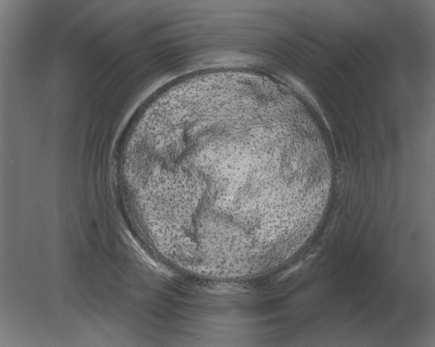 X0000080790835200701122145