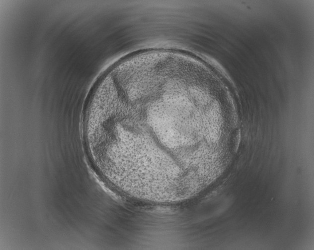 X0000080790839200701122145