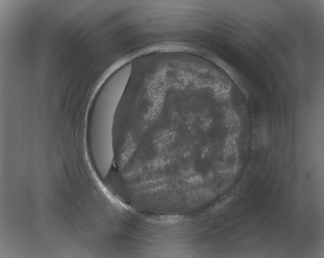 X0000080790853200701122146