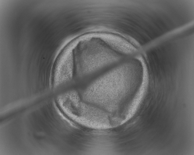 X0000080790863200701122146