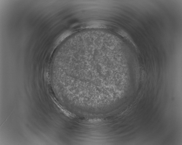 X0000080790882200701122145