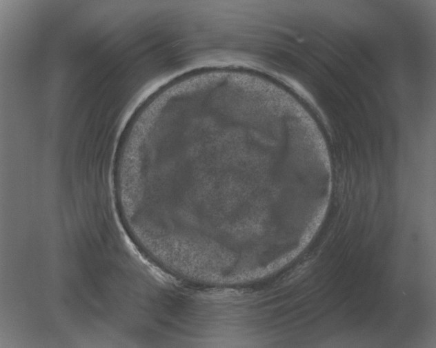 X0000080790943200701122144