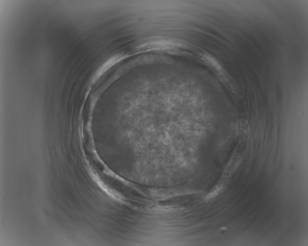 X0000080791034200701122142