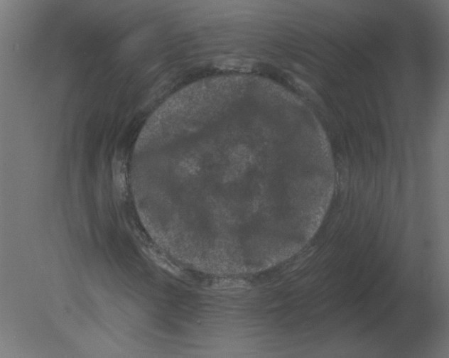 X0000080791154200701122140