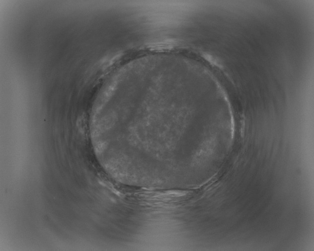 X0000080791445200701122135