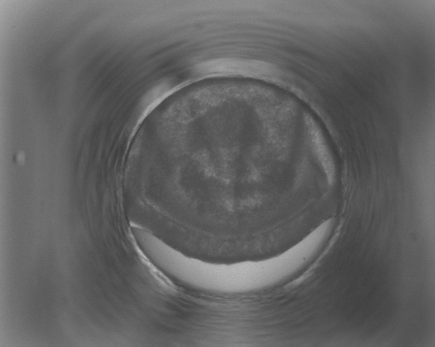 X0000080791529200701122134