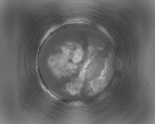 X0000080800994200701021245