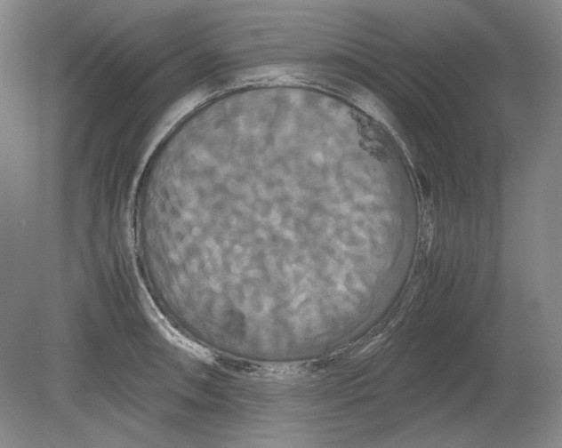 X0000080801090200701021243