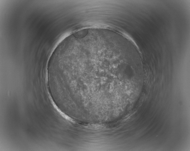 X0000080801095200701021243