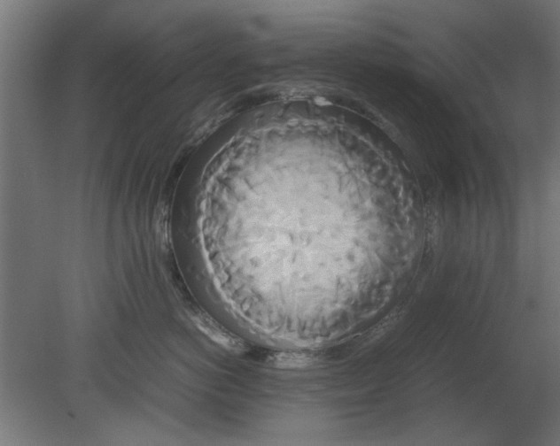 X0000080800766200701122214
